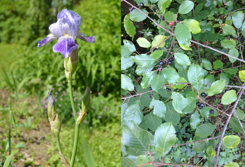 Iris flower and buckthorn berries